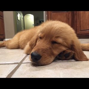 Meet your Posher, Ann